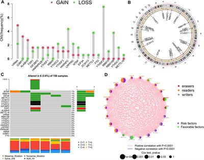 Analysis of N6-Methyladenosine Modification Patterns and Tumor Immune Microenvironment in Pancreatic Adenocarcinoma